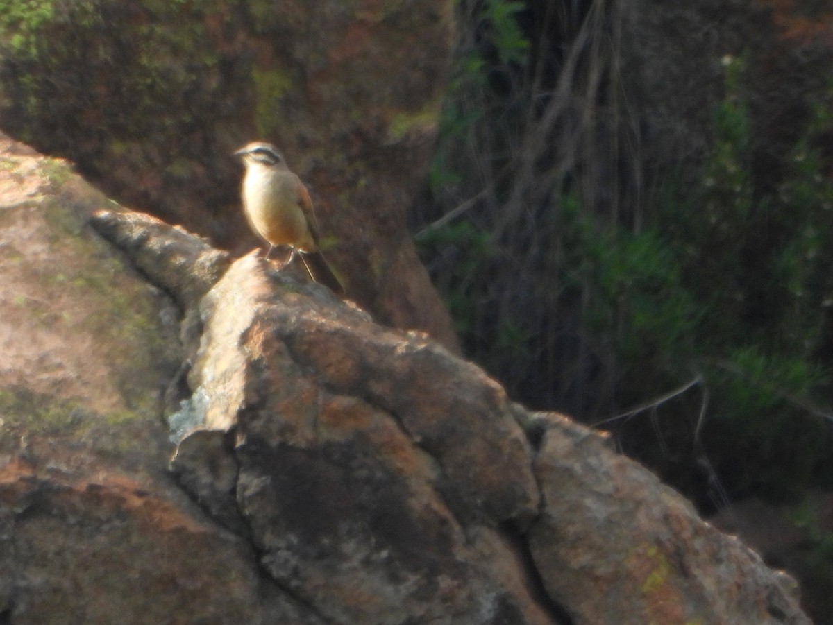 Cape Bunting - ML609397940
