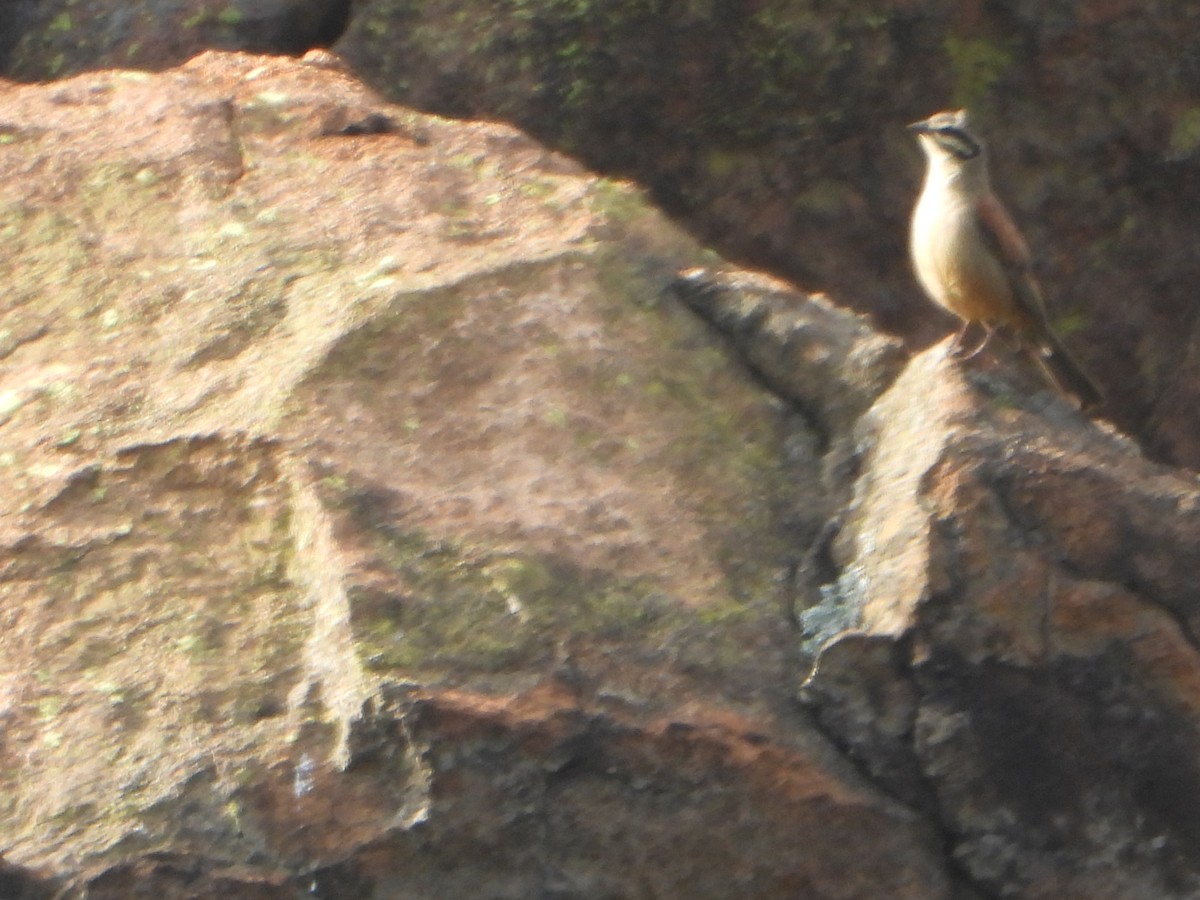 Cape Bunting - ML609397941