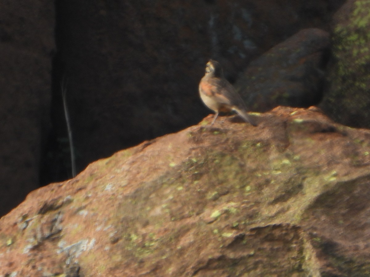 Cape Bunting - ML609397963