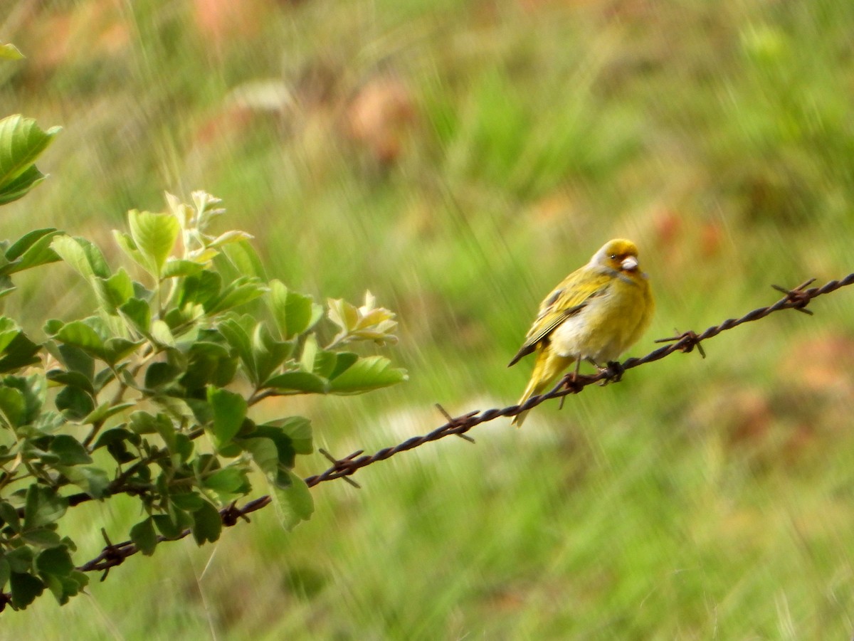 Cape Canary - ML609397995