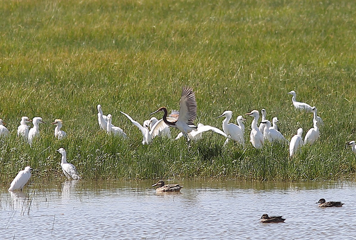 Tricolored Heron - ML609398015