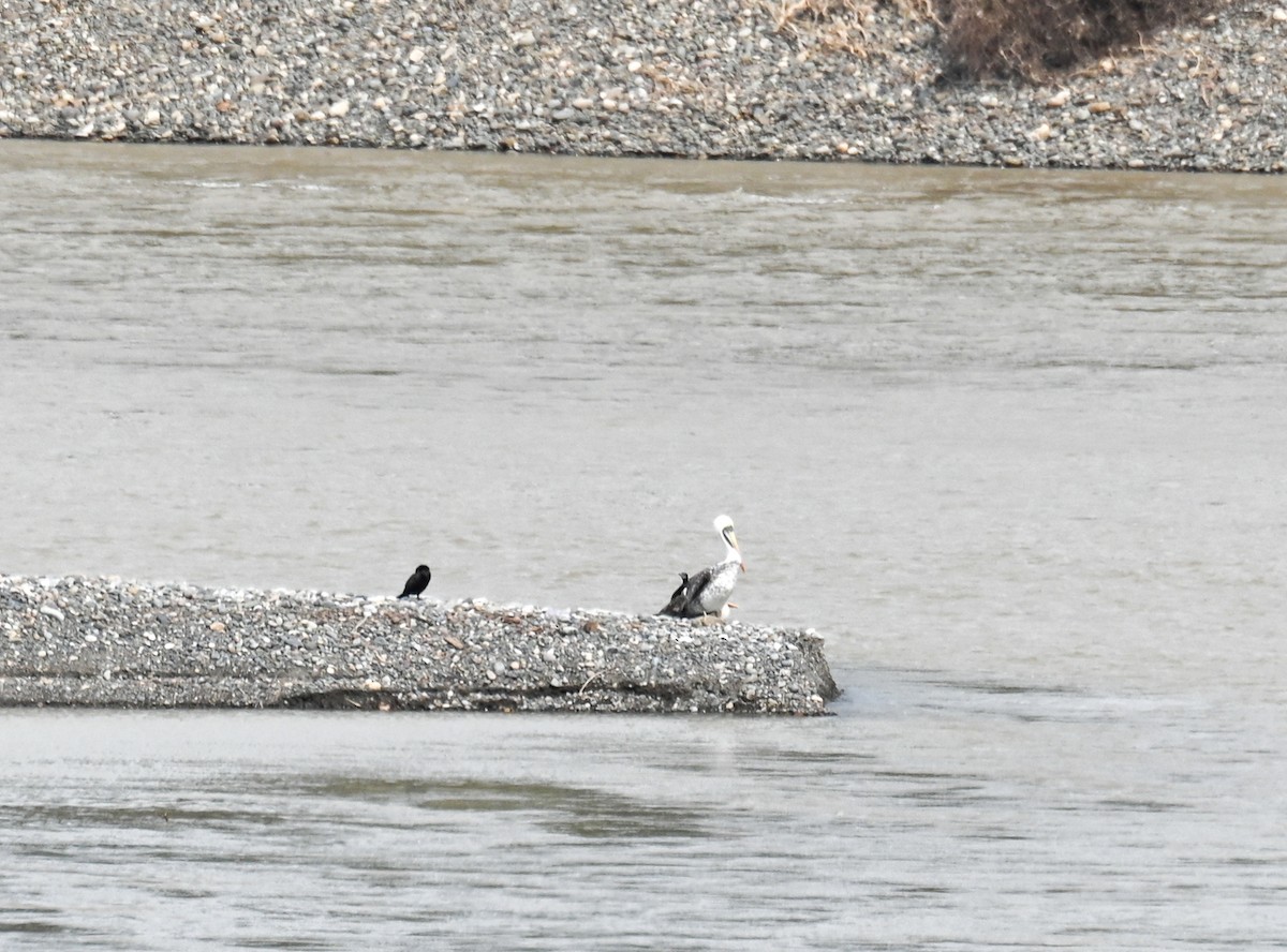 Peruvian Pelican - ML609398113