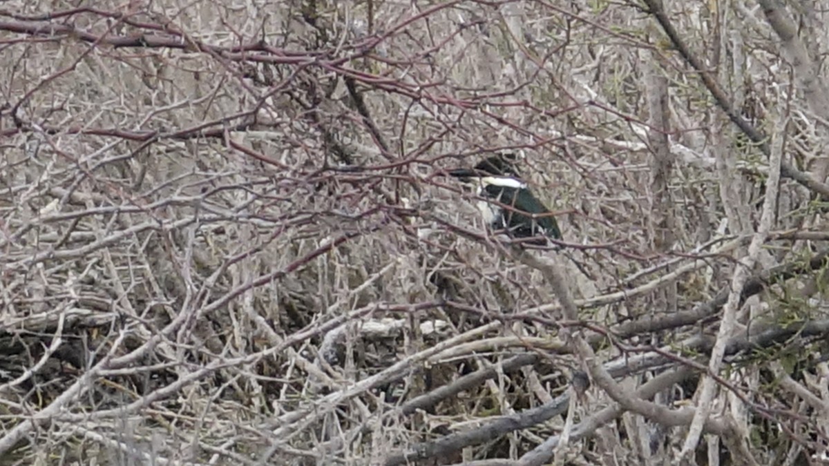 Green Kingfisher - ML609398163