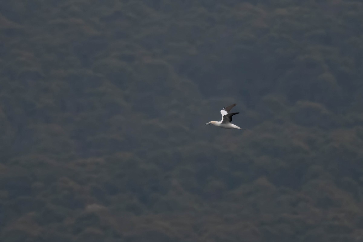 Australasian Gannet - Terence Alexander