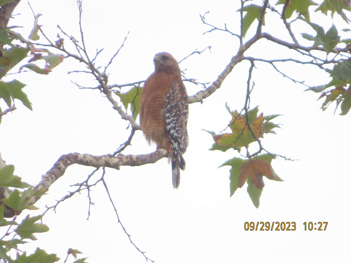 Red-shouldered Hawk - ML609398373