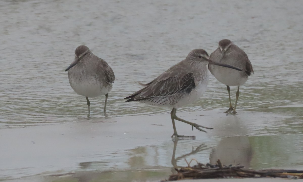 Short-billed Dowitcher - ML609398382