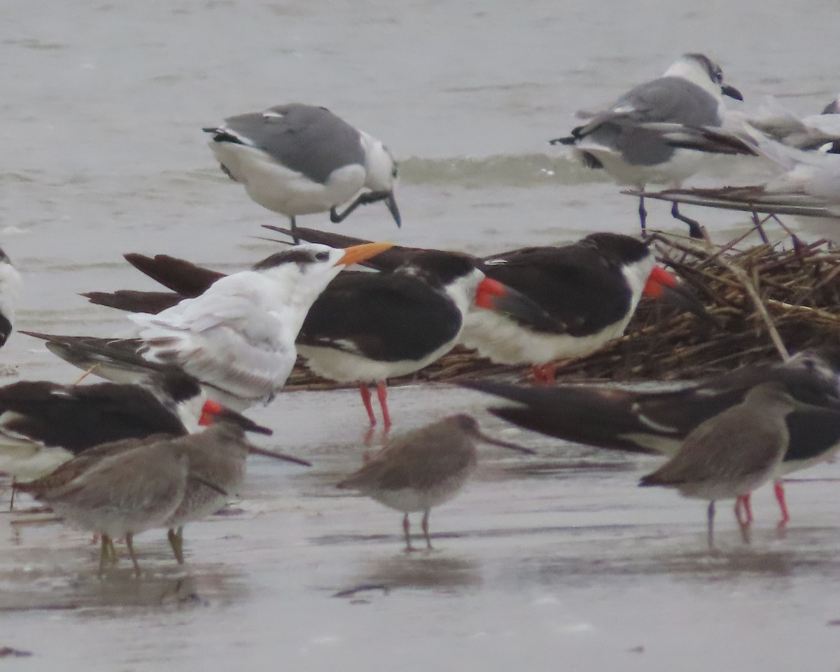 Royal Tern - Karen Hogan