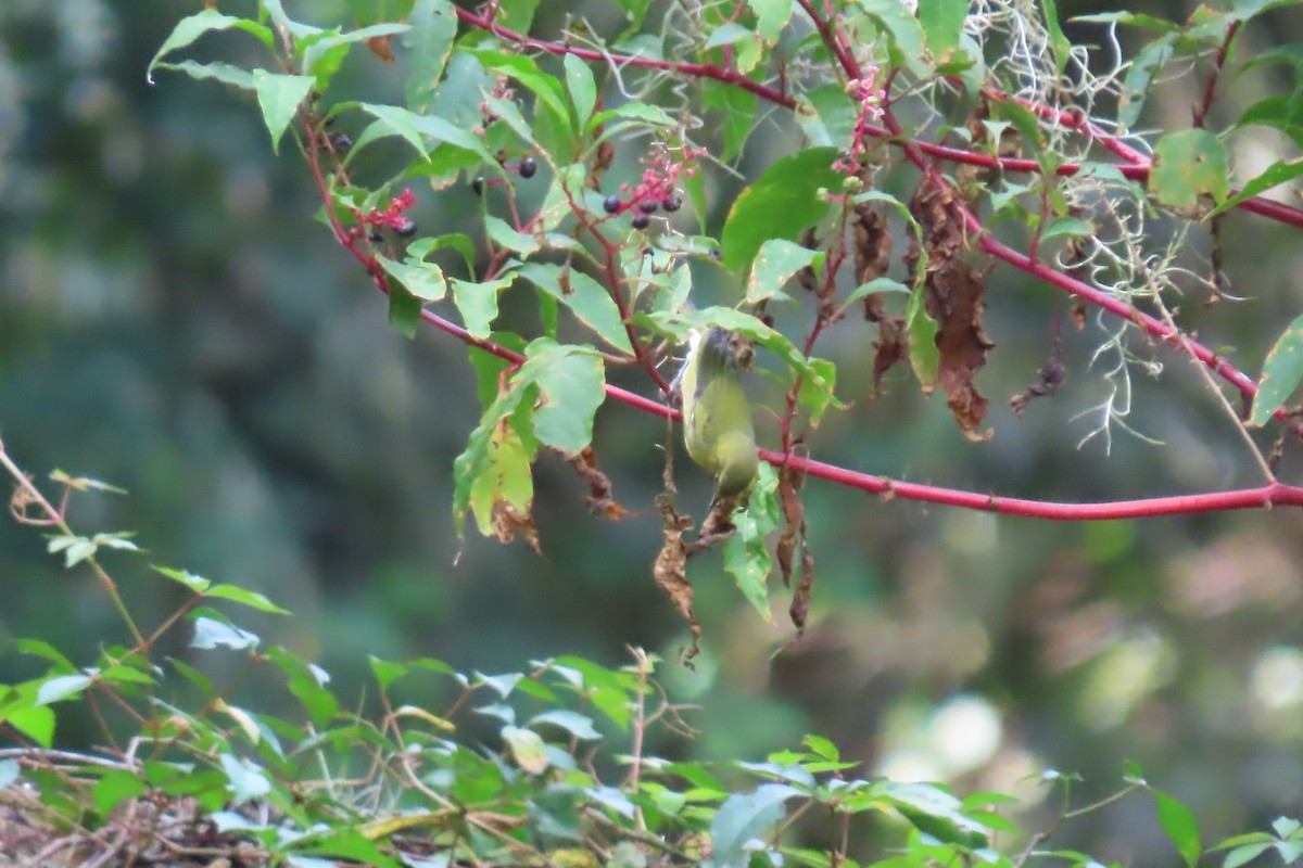 lesňáček olivový - ML609398436