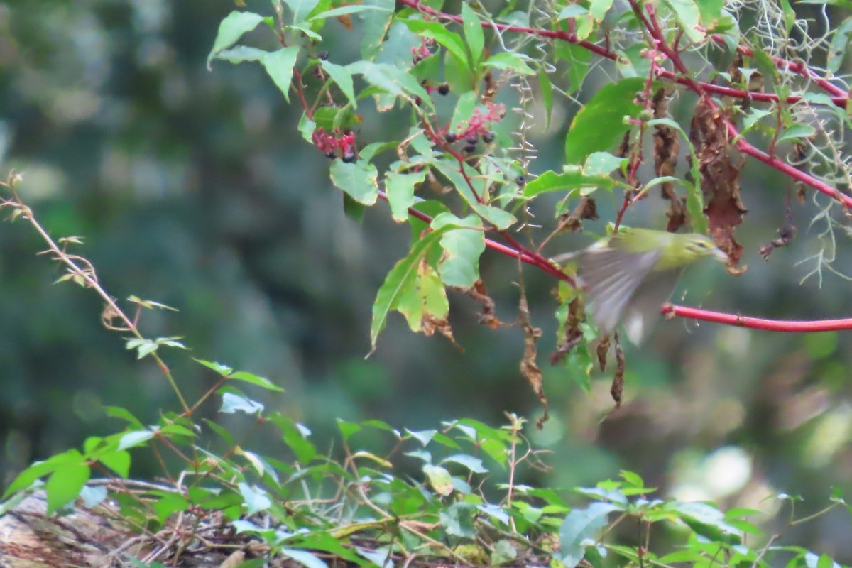 lesňáček olivový - ML609398437