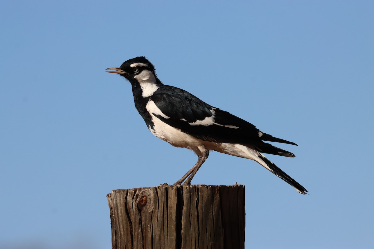 Magpie-lark - ML609398456