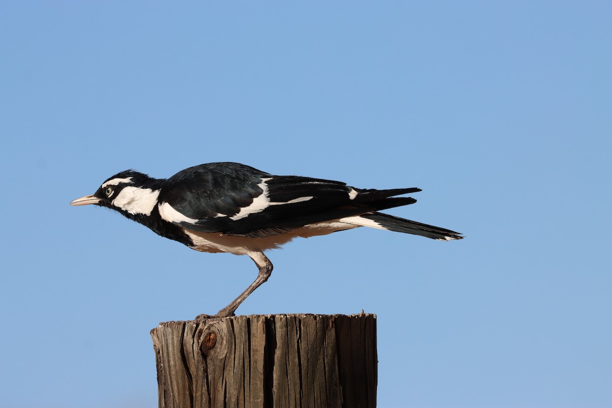 Magpie-lark - ML609398457