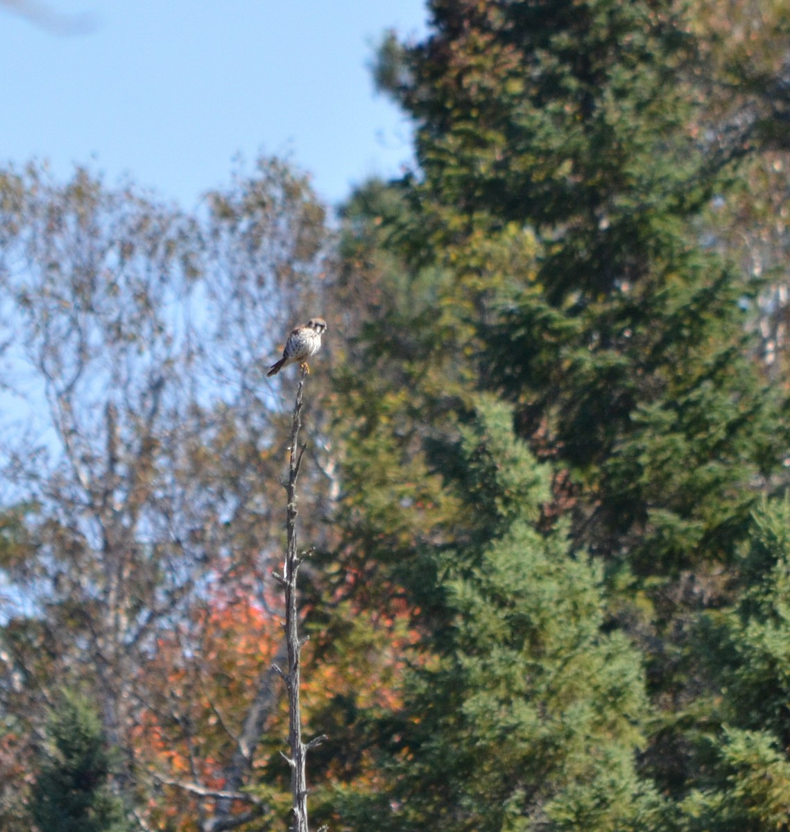 American Kestrel - ML609398494