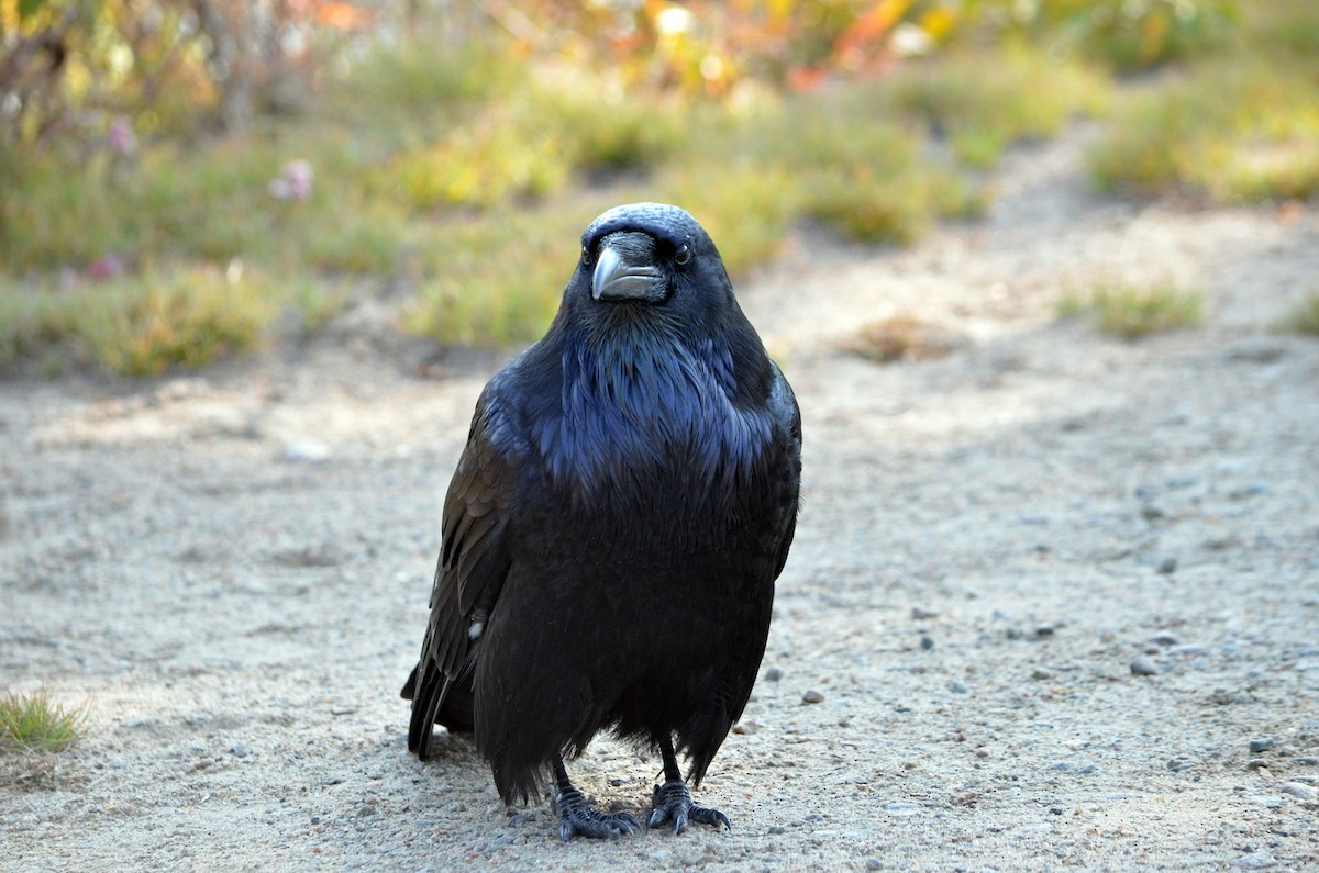 Common Raven - ML609398508