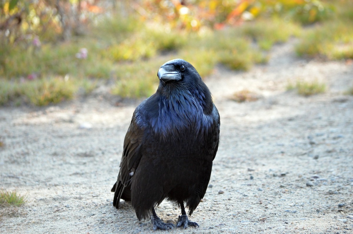 Common Raven - ML609398510