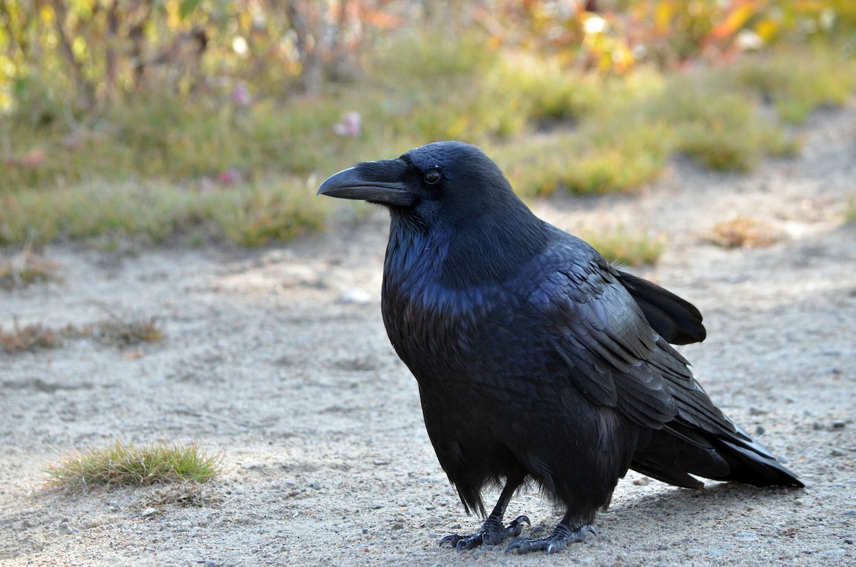 Common Raven - ML609398514