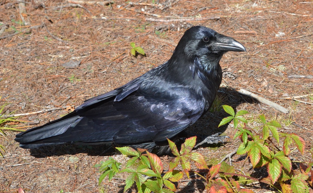 Common Raven - ML609398515