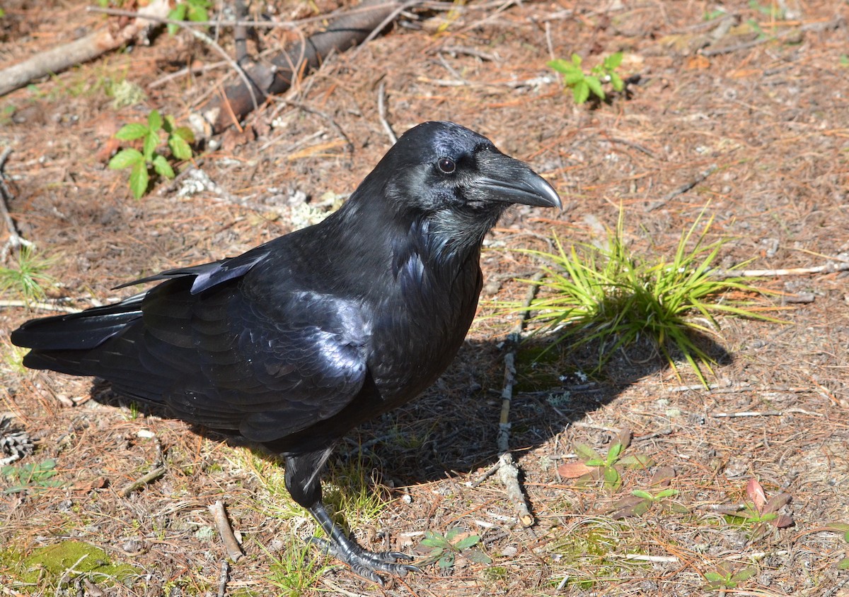 Common Raven - ML609398516