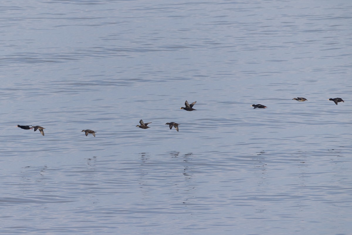 Black Scoter - ML609398522