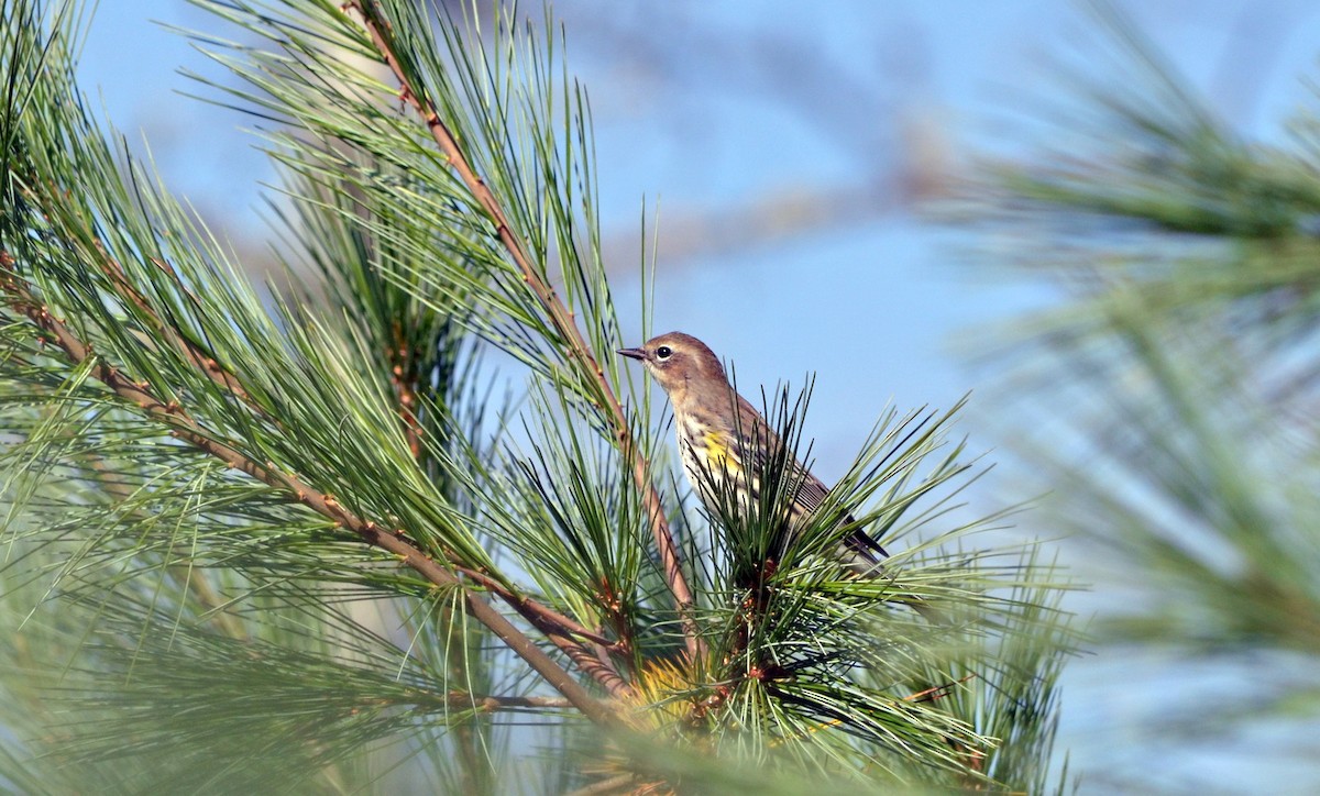 Yellow-rumped Warbler (Myrtle) - Jean and Bob Hilscher