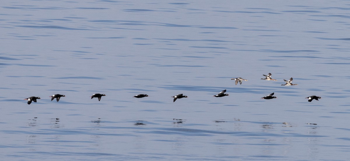White-winged Scoter - ML609398535