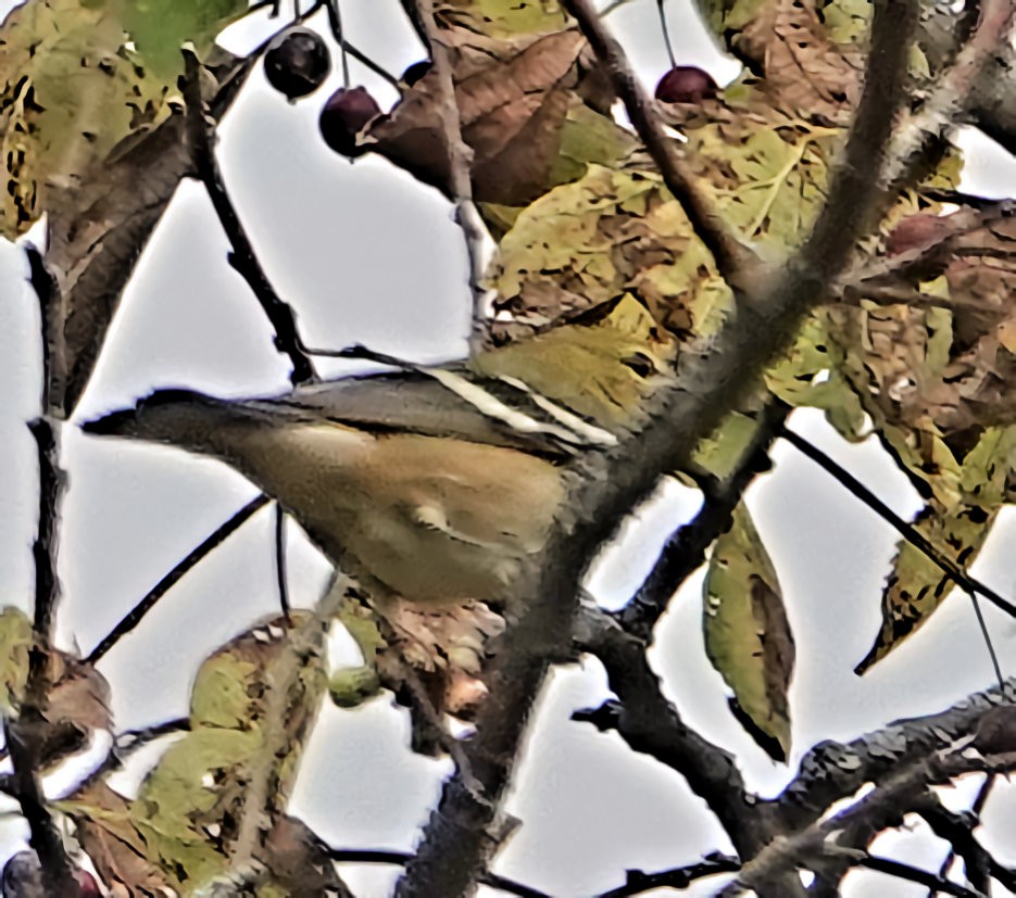 Bay-breasted Warbler - ML609398542