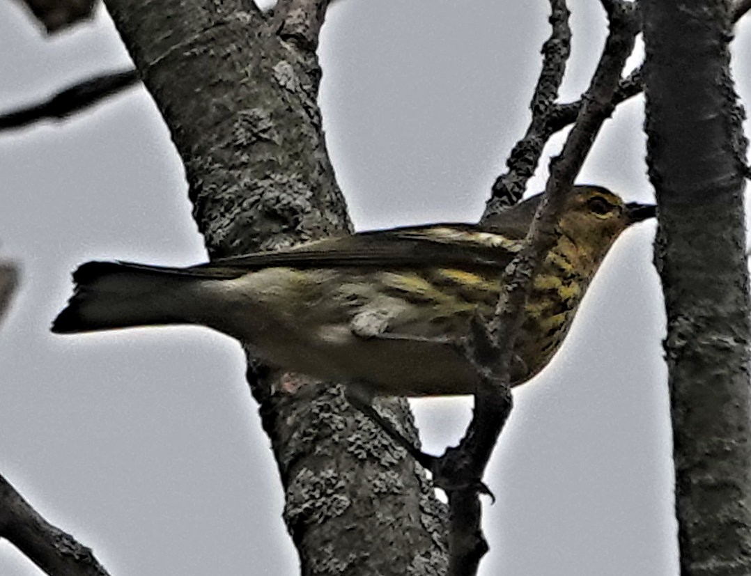 Cape May Warbler - ML609398544