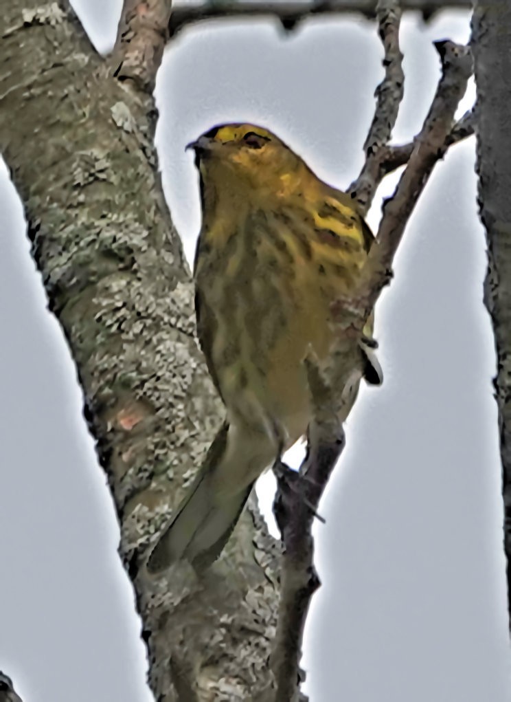 Cape May Warbler - ML609398545