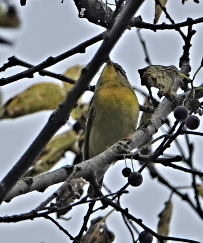 Northern Parula - ML609398549