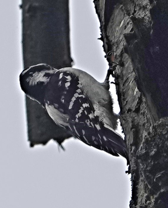 Hairy Woodpecker - ML609398565