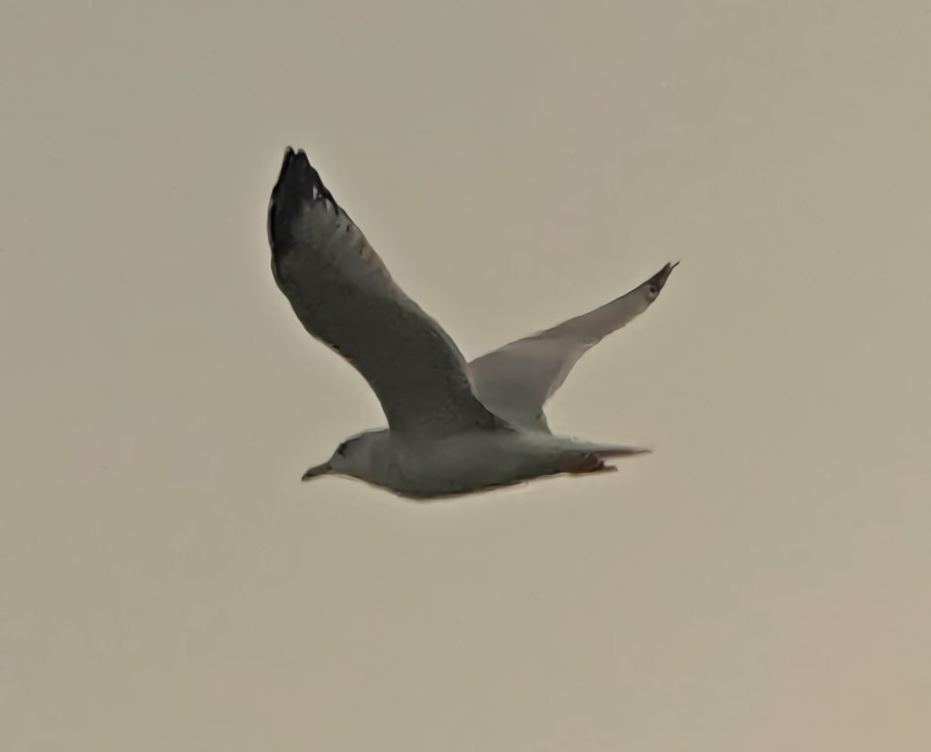 Ring-billed Gull - ML609398576