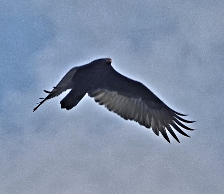 Turkey Vulture - ML609398584