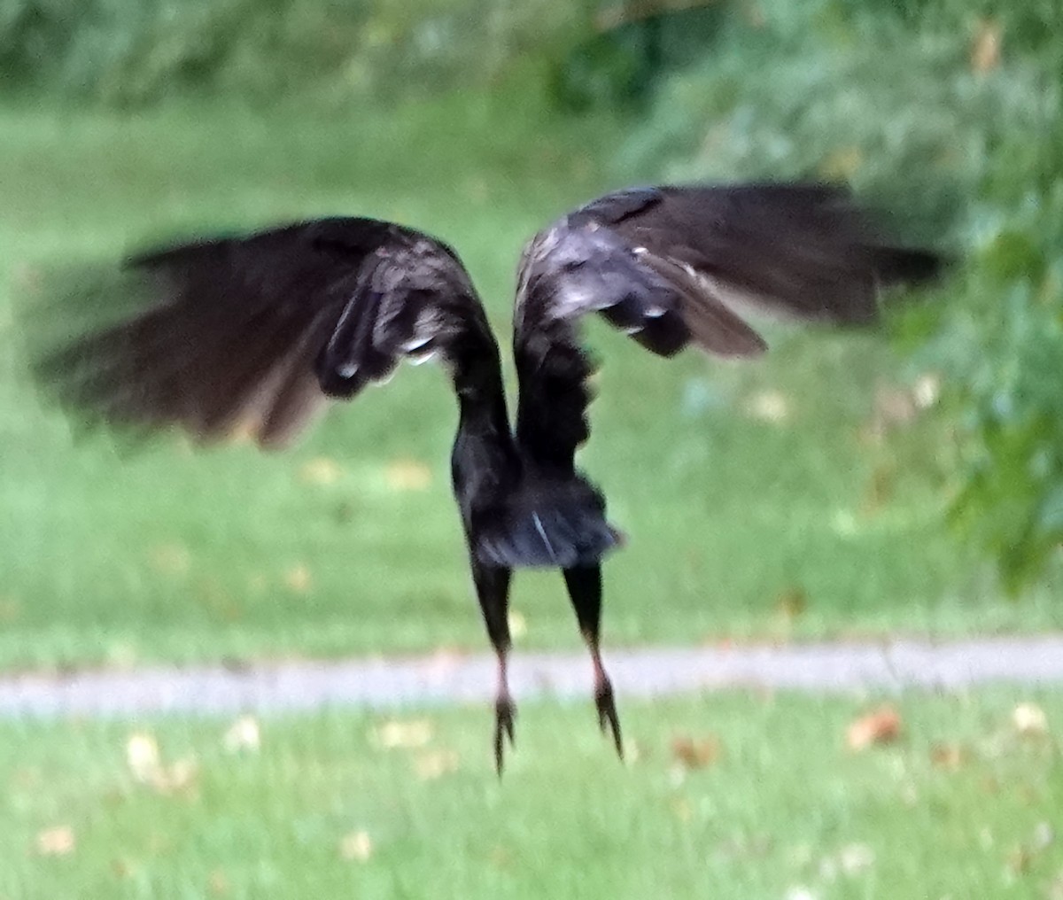 Turkey Vulture - ML609398585