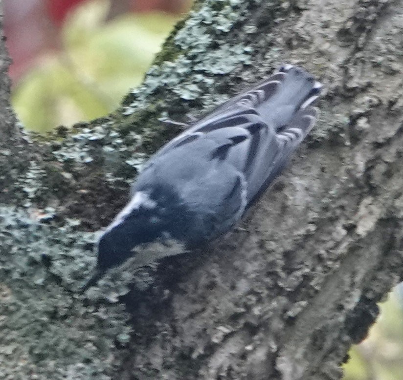 White-breasted Nuthatch - ML609398596