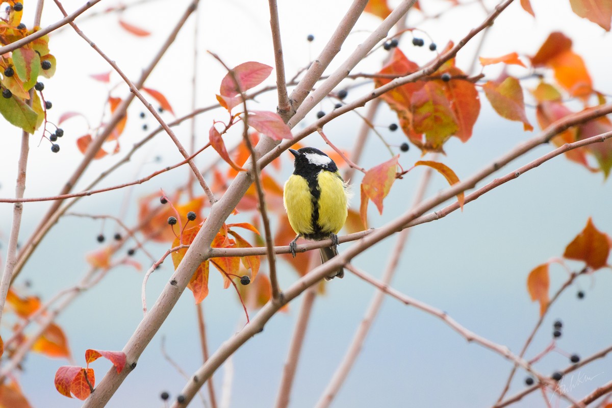 Great Tit - ML609398600