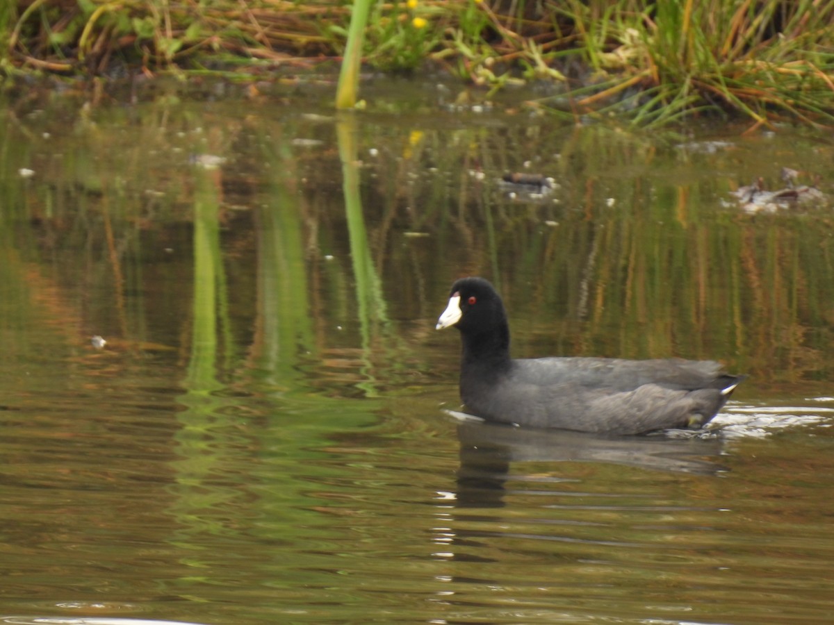 American Coot - ML609398729