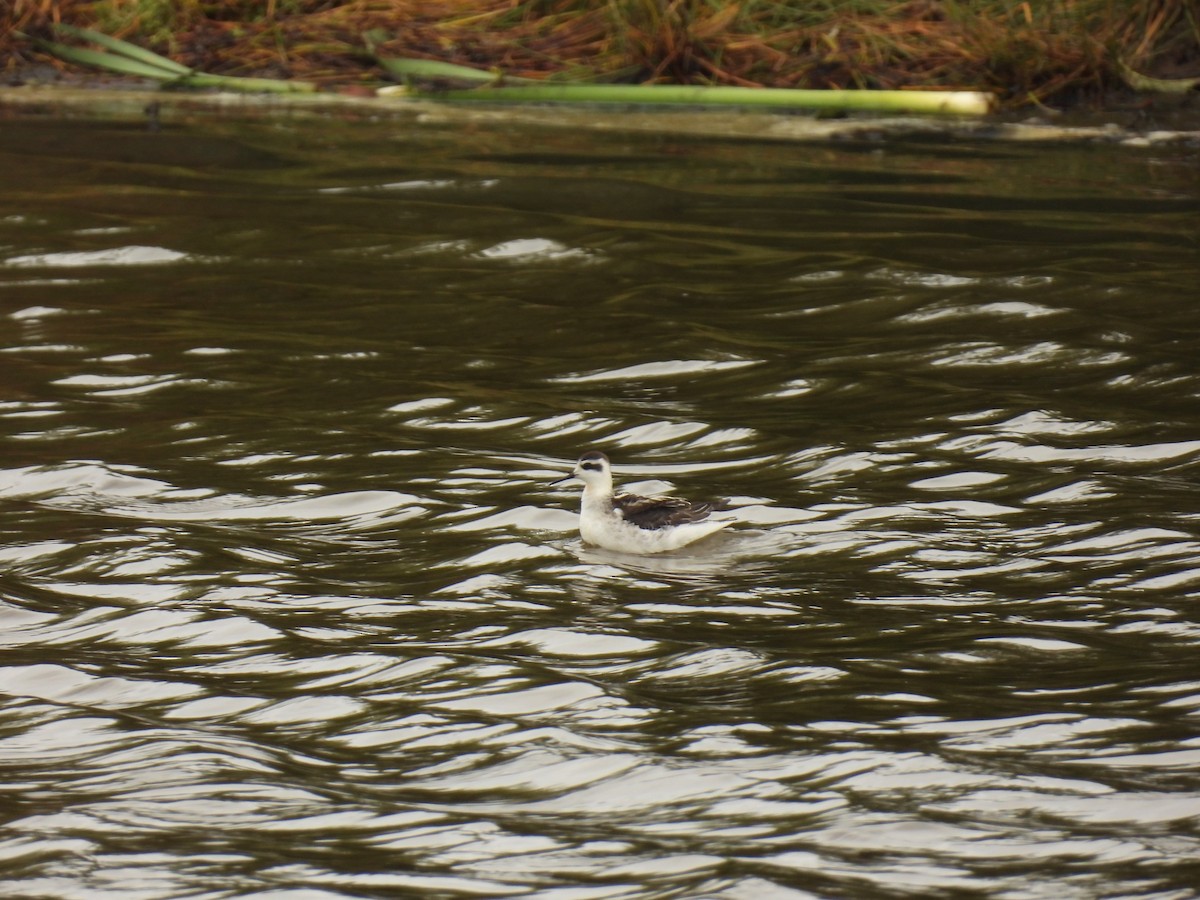 Red-necked Phalarope - ML609398731