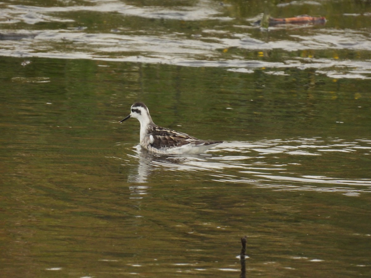 Red-necked Phalarope - ML609398827