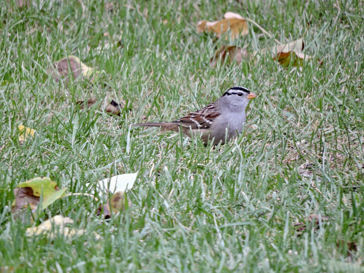 strnadec bělopásý (ssp. gambelii) - ML609398903