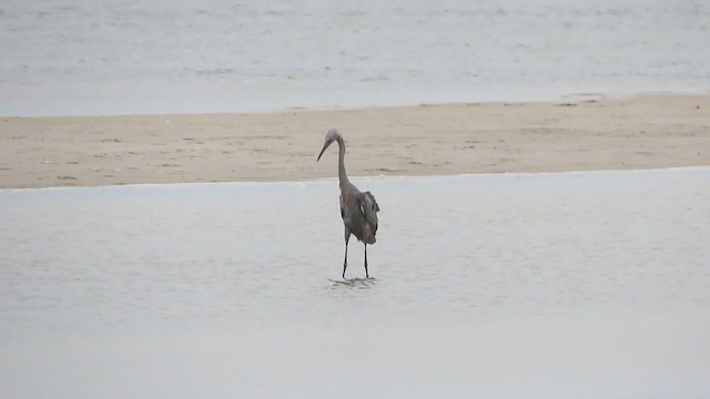 Reddish Egret - ML609398917