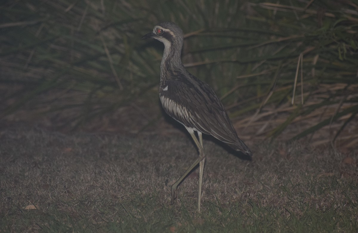 Bush Thick-knee - ML609399013