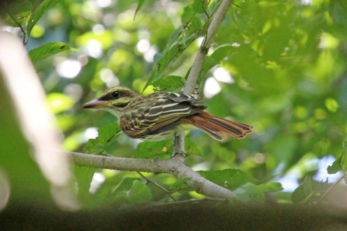 Streaked Flycatcher - ML609399023