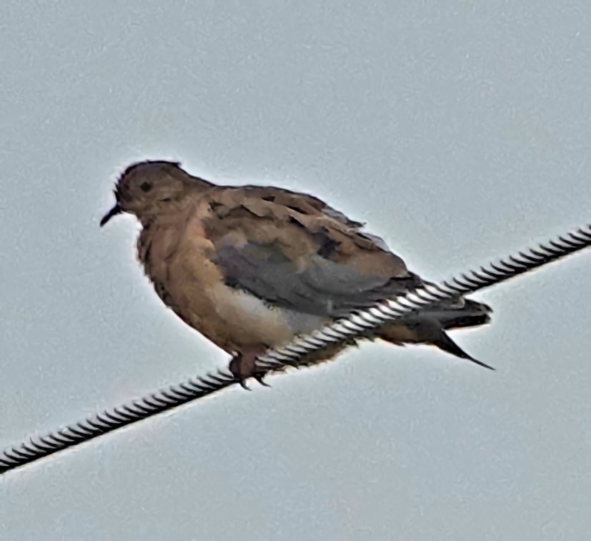 Mourning Dove - Doug Wassmer