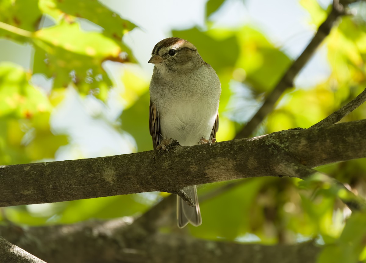 Chipping Sparrow - ML609399041