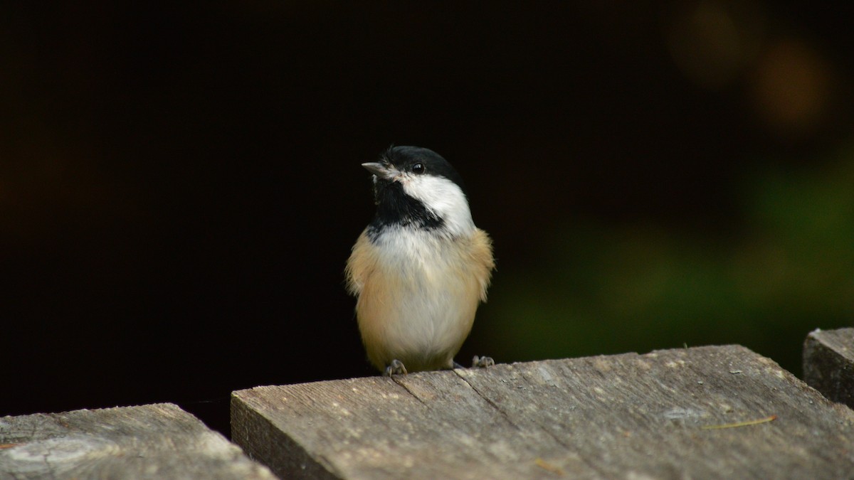 Black-capped Chickadee - ML609399223