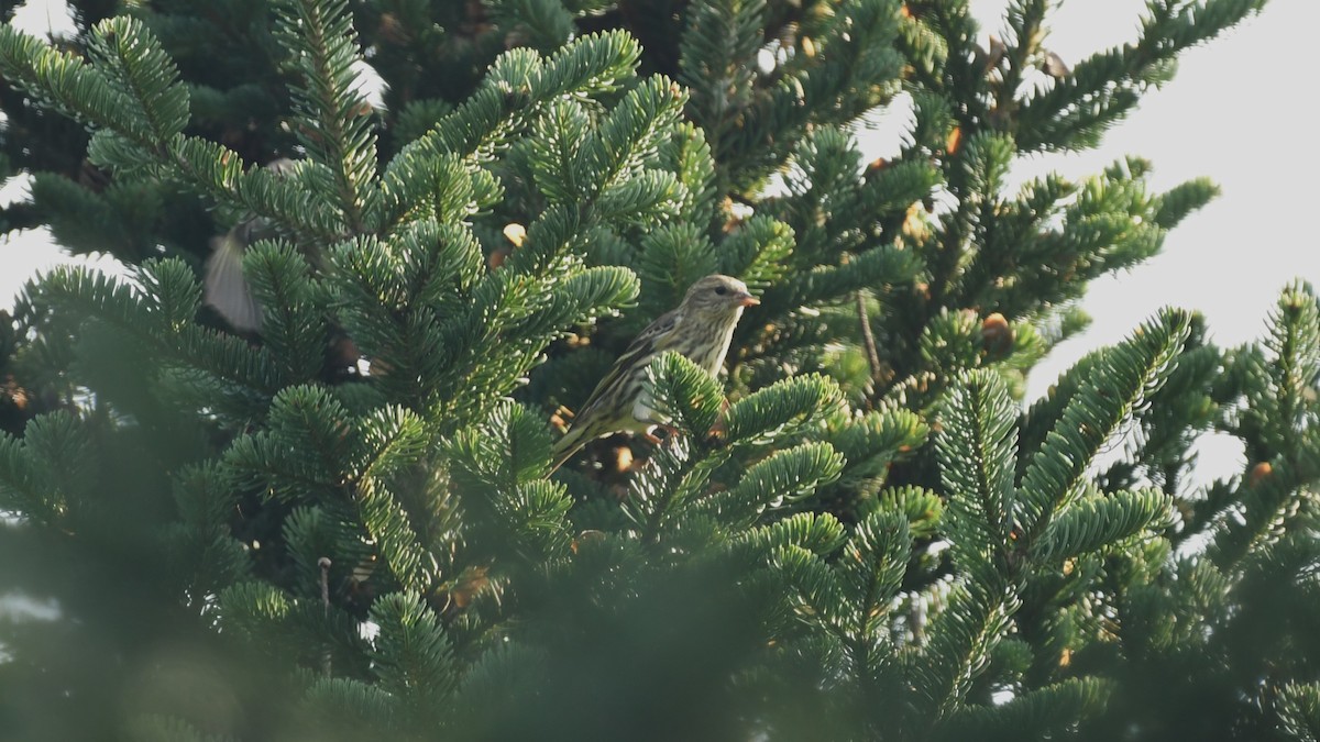 Pine Siskin - ML609399244