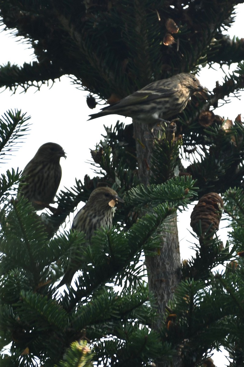 Pine Siskin - ML609399245