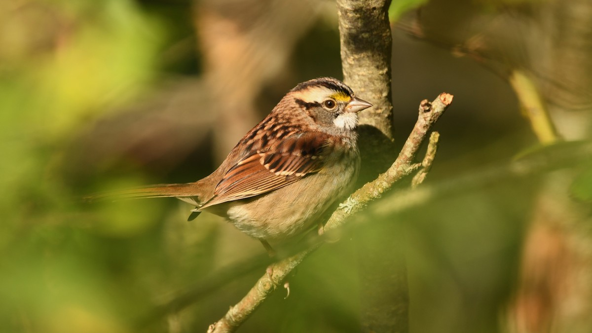 White-throated Sparrow - ML609399261