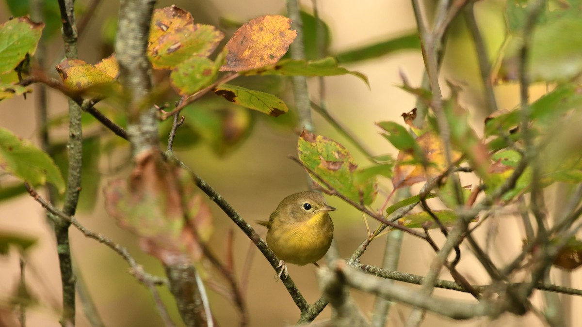 Common Yellowthroat - ML609399269