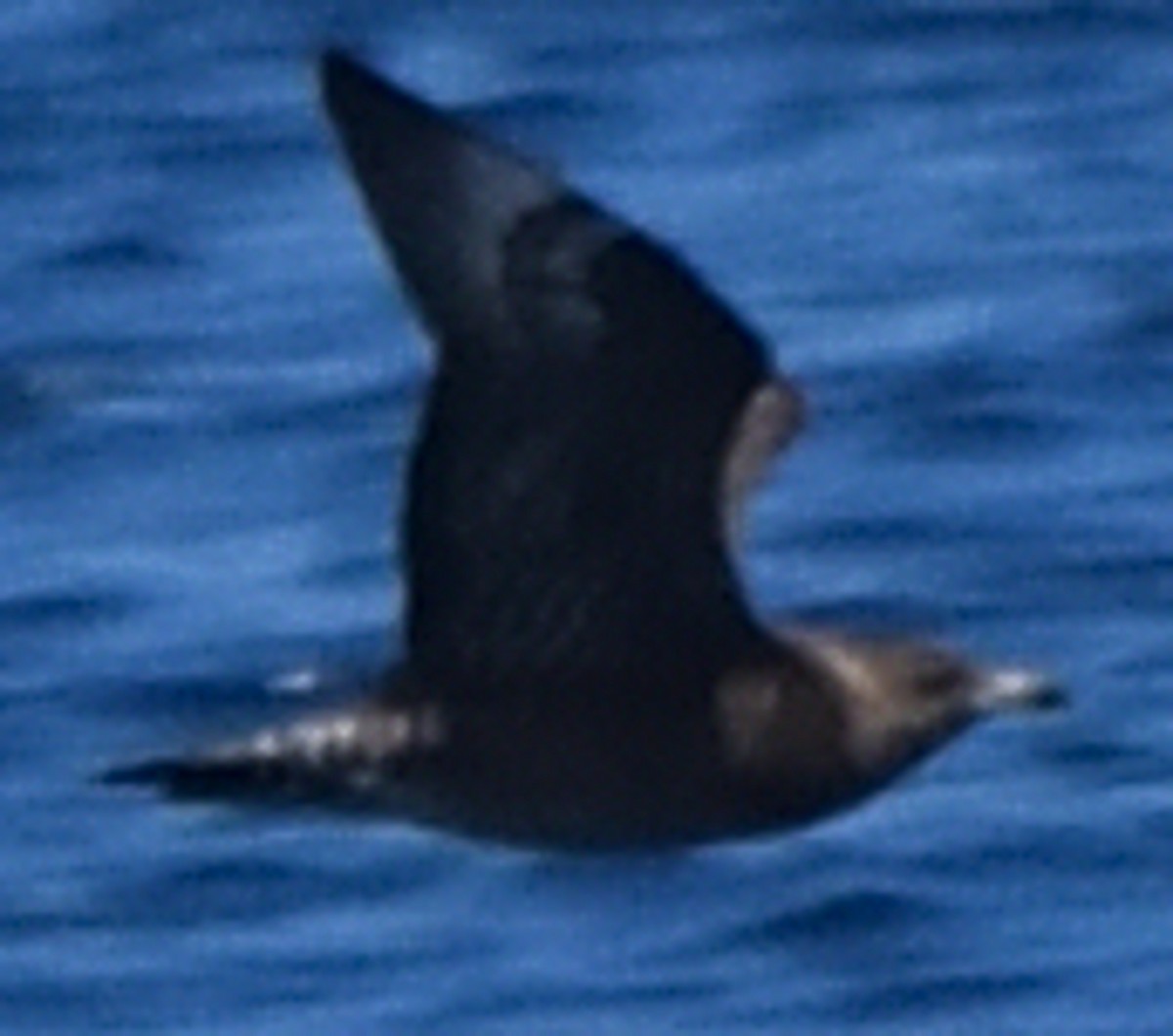 Pomarine Jaeger - ML609399275