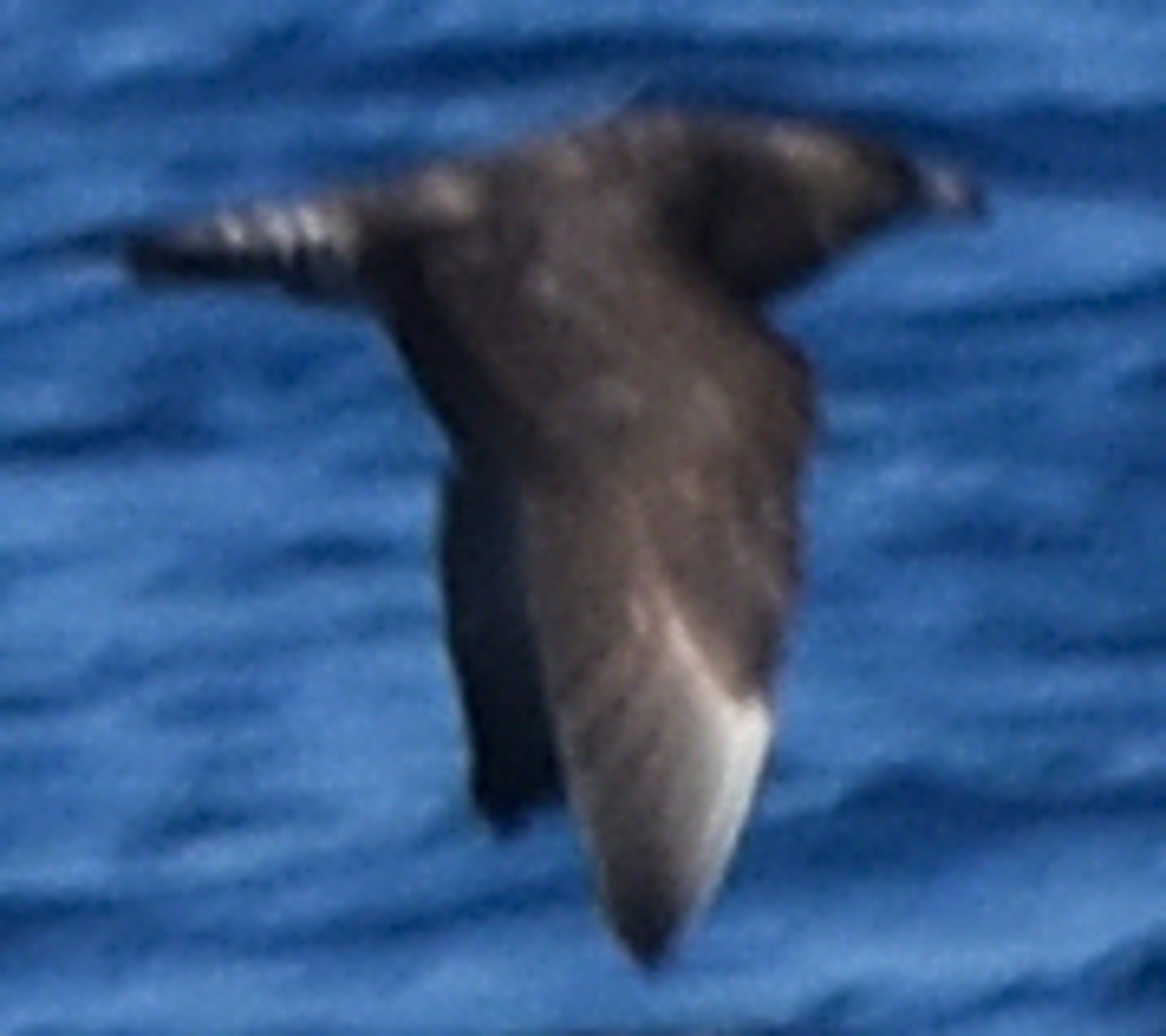 Pomarine Jaeger - ML609399276